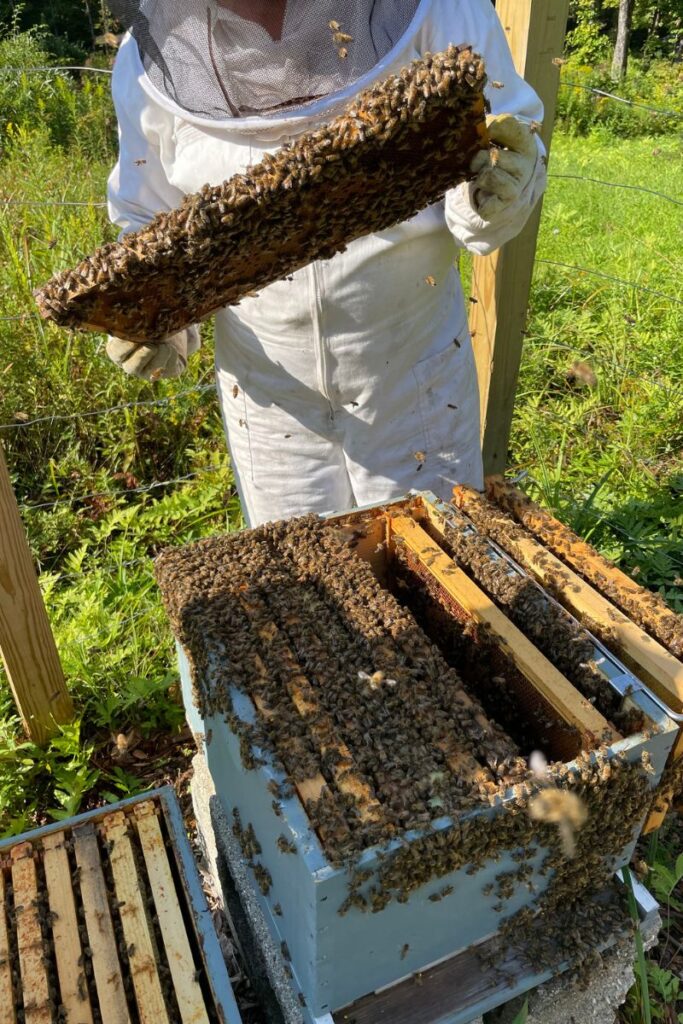 bee hive