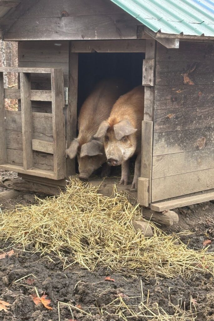 pigs