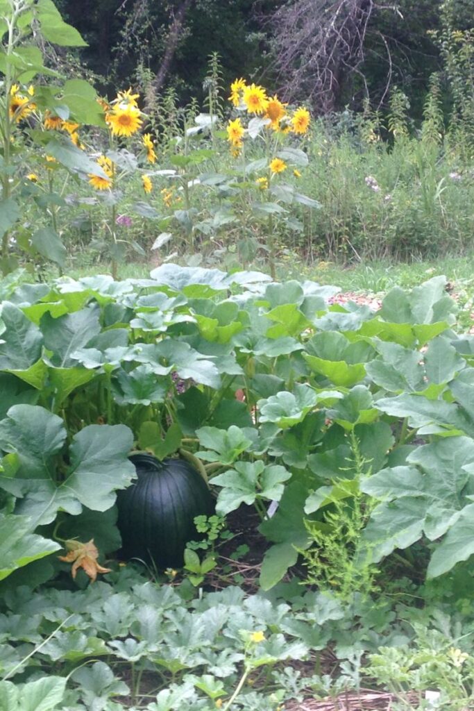pumpkin field